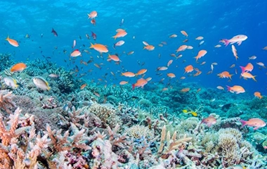 MONO-material Recyclable MONO-material Recyclable